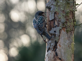 Star (Sturnus vulgaris)