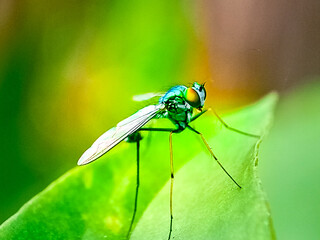 long legged fly (Condylostylus sipho)