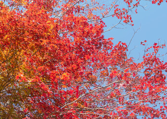 桜山公園　紅葉風景　紅葉　もみじ
紅葉狩り３