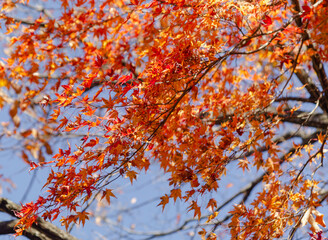 桜山公園　紅葉風景　紅葉　もみじ
紅葉狩り３