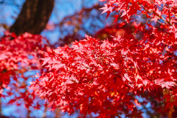 桜山公園　紅葉風景　紅葉　もみじ
紅葉狩り３