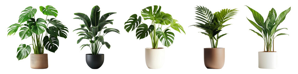 Potted houseplant png cut out element set, transparent background