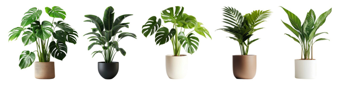 Potted houseplant png cut out element set, transparent background