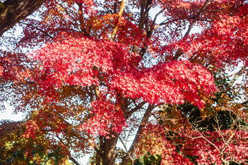 桜山公園　紅葉風景　紅葉　もみじ
紅葉狩り３