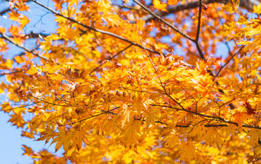 桜山公園　紅葉風景　紅葉　もみじ
紅葉狩り３
