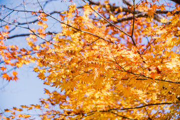 桜山公園　紅葉風景　紅葉　もみじ
紅葉狩り３