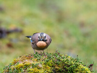 Eichelhäher (Garrulus glandarius)