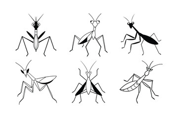 European Mantis (Mantis religiosa) insect design, labeled line art vector illustration.