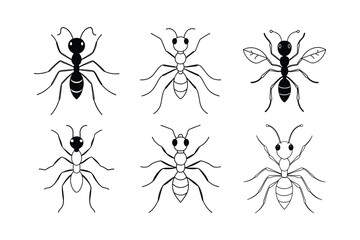 Sahara Desert Ant (Cataglyphis)  insect design, labeled line art vector illustration.