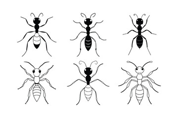 Sahara Desert Ant (Cataglyphis)  insect design, labeled line art vector illustration.