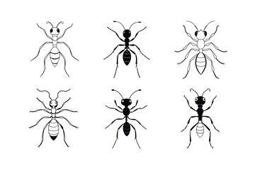 Sahara Desert Ant (Cataglyphis)  insect design, labeled line art vector illustration.