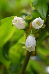 Heidelbeerblüte im Frühling
