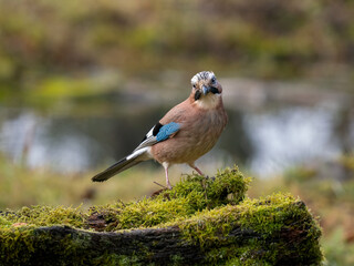 Eichelhäher (Garrulus glandarius)