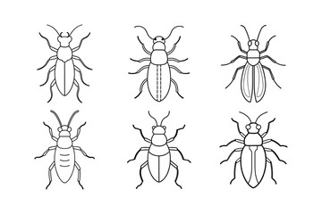 Bark Beetle (Scolytinae) insect design, labeled line art vector illustration.