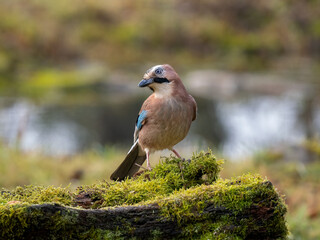 Eichelhäher (Garrulus glandarius)