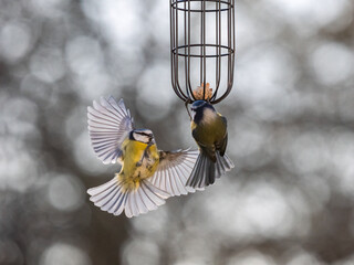Blaumeise&nbsp;(Cyanistes caeruleu)