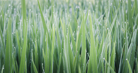Water drops on green rice leaves