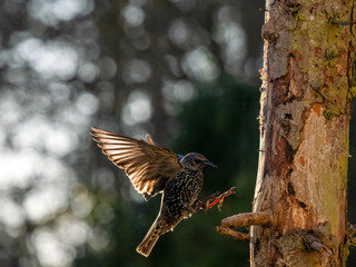 Star (Sturnus vulgaris)