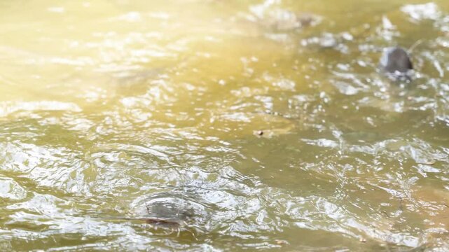 Close-up of a black-headed catfish moving deep underwater. Colorful fish swim near the bottom in the background. Amazing exotic water world tropical wildlife beautiful water nature