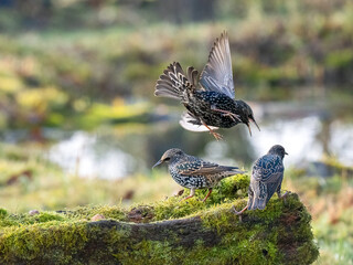 Star (Sturnus vulgaris)