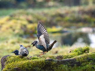 Star (Sturnus vulgaris)