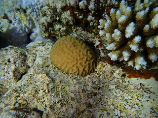 Lesser valley coral (Platygyra daedalea) undersea, Red Sea, Egypt, Sharm El Sheikh, Montazah Bay