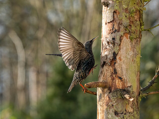 Star (Sturnus vulgaris)   