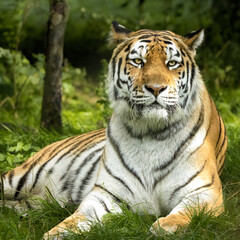 Obraz premium Tiger lying in the shade