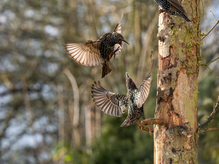 Star (Sturnus vulgaris)