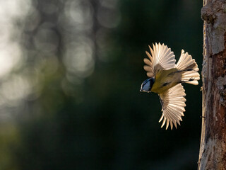 Blaumeise (Cyanistes caeruleu)