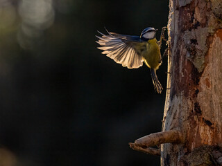 Blaumeise (Cyanistes caeruleu)