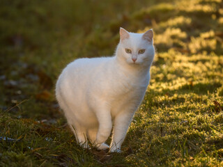 weiße Hauskatze im Garten