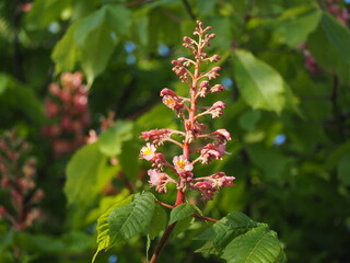 樹木　ベニバナトチノキ　ピンクの花