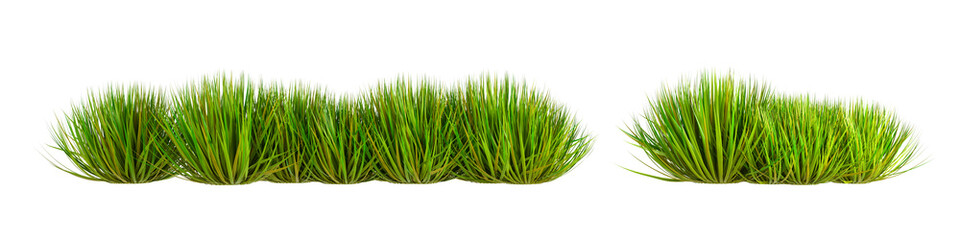 Cut out of green tussock isolated on white