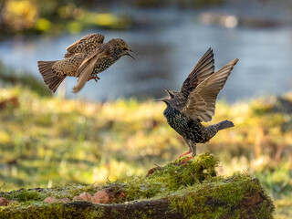 Buchfink (Fringilla coelebs)