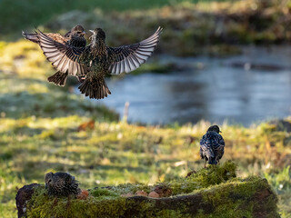 Buchfink (Fringilla coelebs)