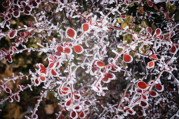 Winter clarity - frozen plant branch