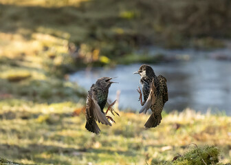 Buchfink (Fringilla coelebs)