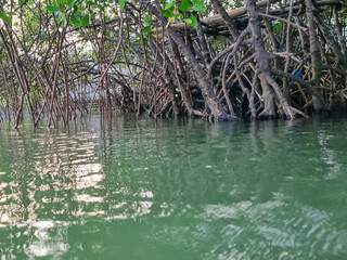 Close up of mangrove trees with branches with green leaves. Close up of mangrove leaves. Detail of mangrove trees along the mangrove forest.