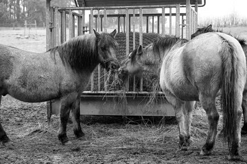 Wildpferde an einer Futterstelle - Schwarz Weiß Foto © Thomas