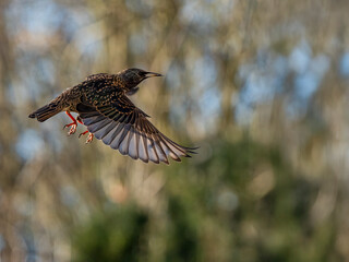 Star (Sturnus vulgaris)