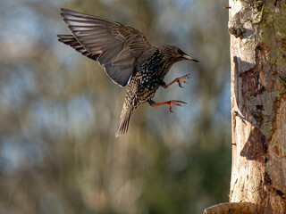 Star (Sturnus vulgaris)