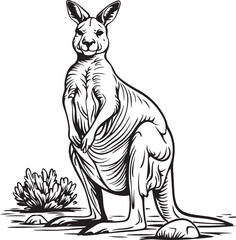 Kangaroo Line Art Coloring Page Vector Illustration Graphic