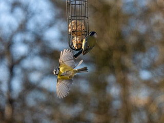 , Blaumeise (Cyanistes caeruleu)