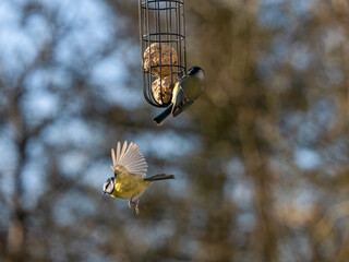 , Blaumeise (Cyanistes caeruleu)