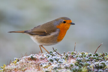 Rotkehlchen (Erithacus rubecula) 