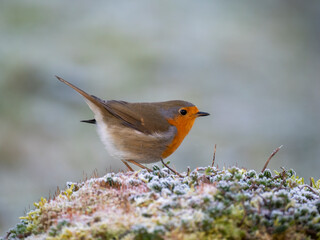 Rotkehlchen (Erithacus rubecula) 