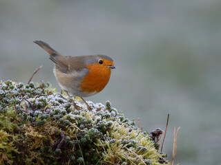 Rotkehlchen (Erithacus rubecula) 