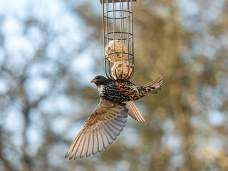 Star (Sturnus vulgaris)