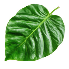 Obraz premium a bright green tropical leaf showcasing its intricate veins and smooth texture